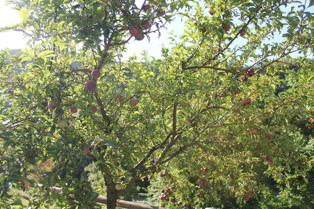 B&B Il Poggetto Serra Sant'Abbondio Luaran gambar